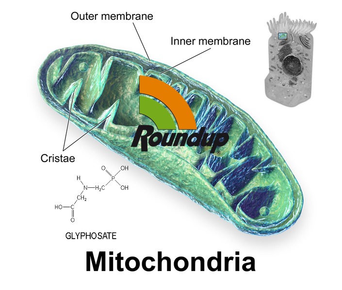http://www.naturalblaze.com/wp-content/uploads/2015/11/705px-Blausen_0644_Mitochondria.jpg
