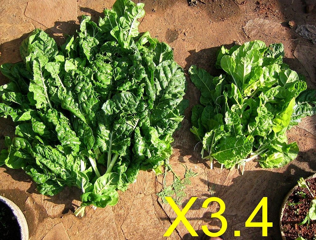 Spinach Feed Example