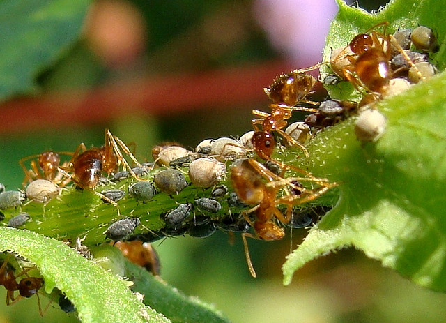 Aphids and Ants