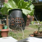 Hydroponic Lettuce