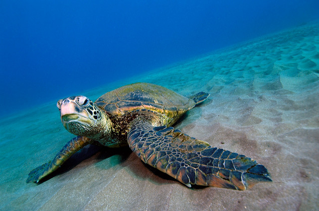 Green Sea Turtle, Five Graves, Makena, Maui, Hawaii