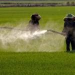 More Poisonous than Glyphosate