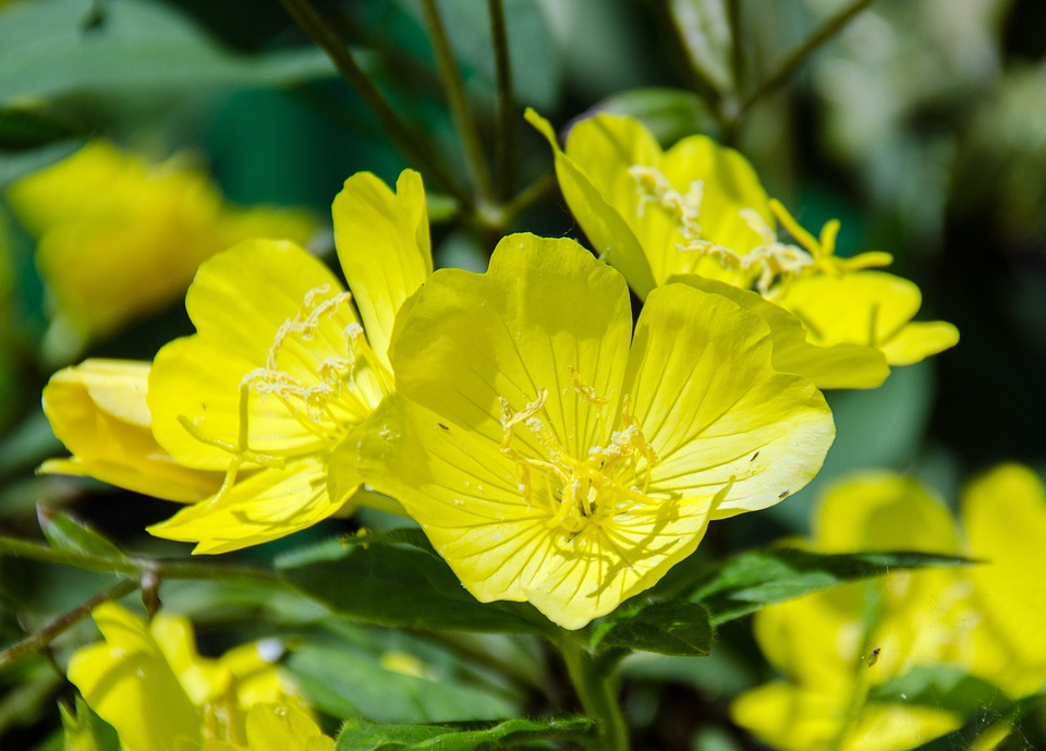 Can I Grow Evening Primrose In Containers Ntn24 Yes