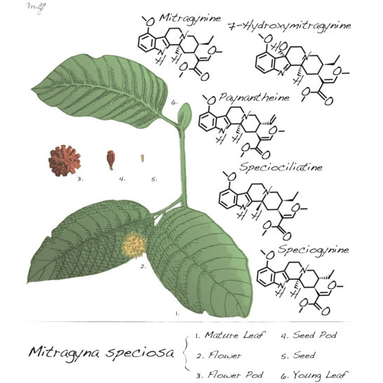 mitragyna_speciosa.jpg