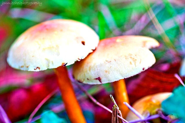 magic mushrooms cure depression
