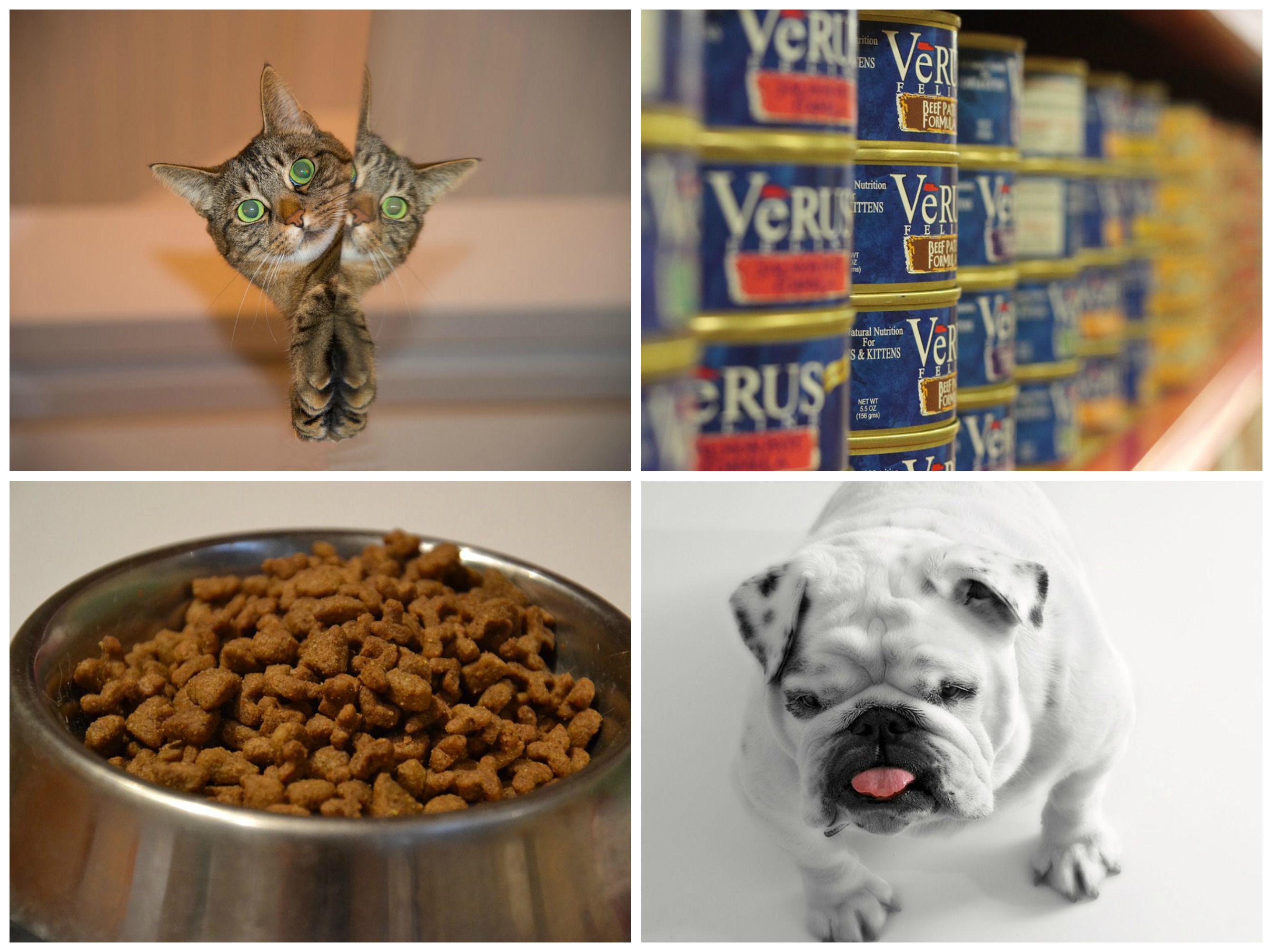 bpa-pet-food