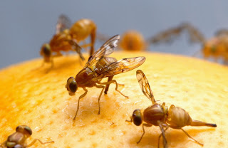 Young Student Answers Organic Debate With Fruit Flies