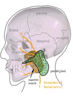 Mercury Fillings and the Missing Link in Digestion