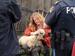 Farmed and Dangerous – CFIA Destroys a Shepherd’s Life and Her Rare Sheep