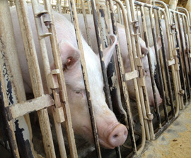 Duke Professor Suggests Simple Solution to “Ag-Gag” Laws