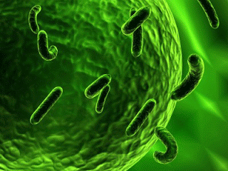 ‘Nightmare Bacteria’ Reveals Need for Natural Medicine