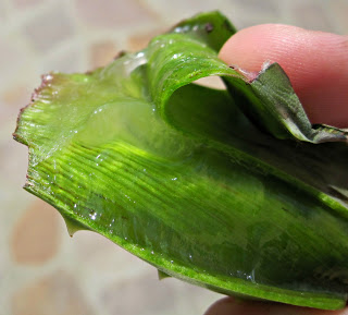 aloe plant