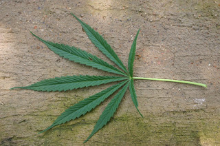Still Believe Nature Got It Wrong? Top 10 Health Benefits of Marijuana
