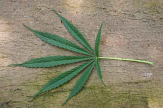 marijuana leaf