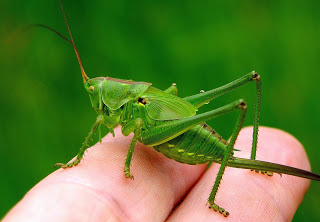 ‘Crunch’ Are Bugs Really The Food Of The Future?