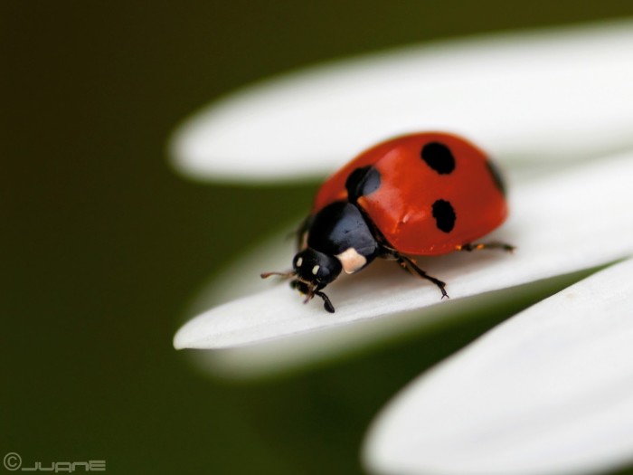 Natural Defenses Against Garden Pests