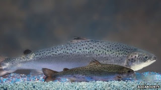 GM Salmon Will Breed With Wild Fish to Make Transgenic Hybrids