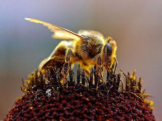 EU Passes Ban on Bee-Killing Pesticides