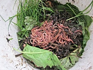 Learn to Love Worms with Vermicomposting