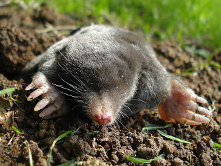 Natural Methods For Dealing With Moles