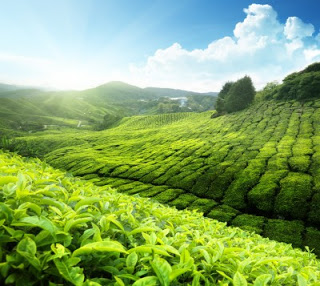 Green Tea Compounds Effective Against Tumors and Genetic Diseases