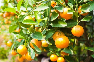 9 Evidence-Based Medicinal Properties of Oranges