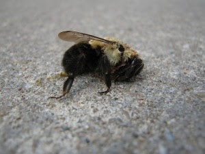 Massive Bumblebee Die-Off Prompts Temporary Pesticide Ban in Oregon