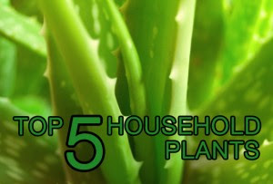 5 Household Plants For A Purified House