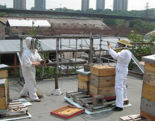 Is Urban Beekeeping Better Than Rural?
