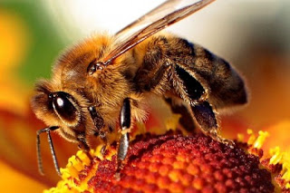 31 Percent Of U.S. Honey Bees Were Wiped Out This Year – Who Will Pollinate Our Crops?