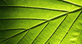 Scientists Reverse Engineer Plants to Make Hydrogen Fuel From Sunlight
