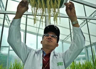 Newly Developed Rice Increases Yield in Drought Without Genetic Modification