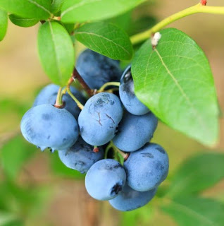 Research: Radiotherapy Causes Cancer, Blueberry Kills It