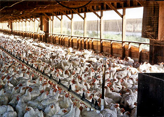 FDA Finally Admits Chicken Meat Contains Cancer-Causing Arsenic