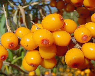 Sea Buckthorn and Bilberries Improve Metabolic and Heart Health