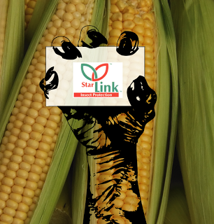 Illegal StarLink™ GM Corn Resurfaces in Saudi Arabian Food Supply