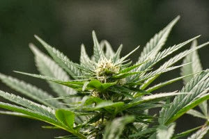 Government Report Offers More Evidence Cannabis is a Wonder Drug for Cancer and Good Health