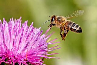 Diesel exhaust stops honeybees from finding the flowers they want to forage