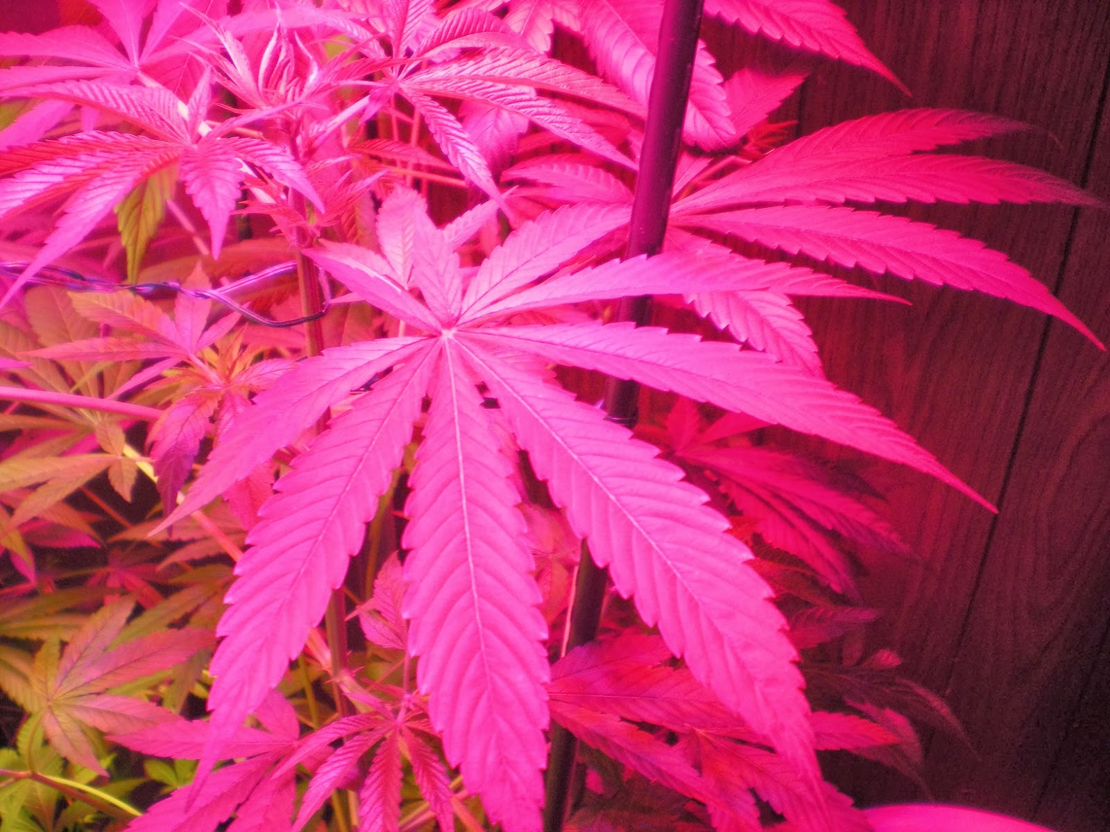 edibles canada firechews