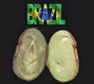 Brazil Signals It May Release Terminator Seed Technology