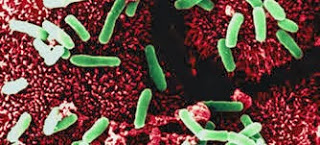 Probiotics as a Treatment For Clostridium Difficile