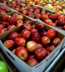 This Week’s Harvest: Apples