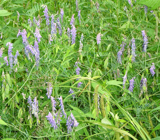 Over it! Study Shows Cover Crops And Organic Fertilizer Improve Zucchini Yield