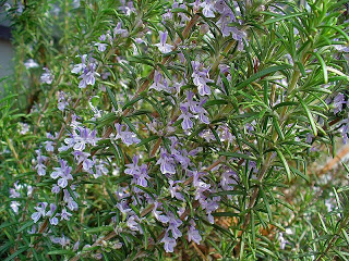 The Powerful Healing Qualities of Rosemary Essential Oil