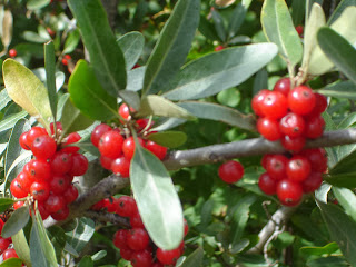 Buffaloberry May Be Next Super Fruit