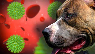 Mysterious New Interspecies Disease Hits Dog Kennels