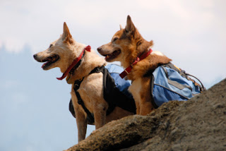 Bugging Out With Man’s Best Friend