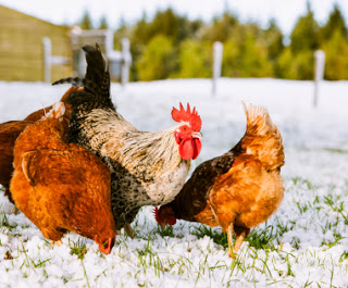 6 Ways to Get Your Chicken Coop Ready For Winter