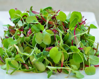Microgreens: More Nutrition Packed in Baby Lettuce