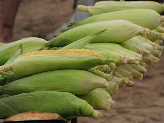 Improved Non-GMO Corn Performing Better Than GMO Crops